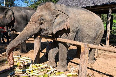 Book Elephant Village Sanctuary .